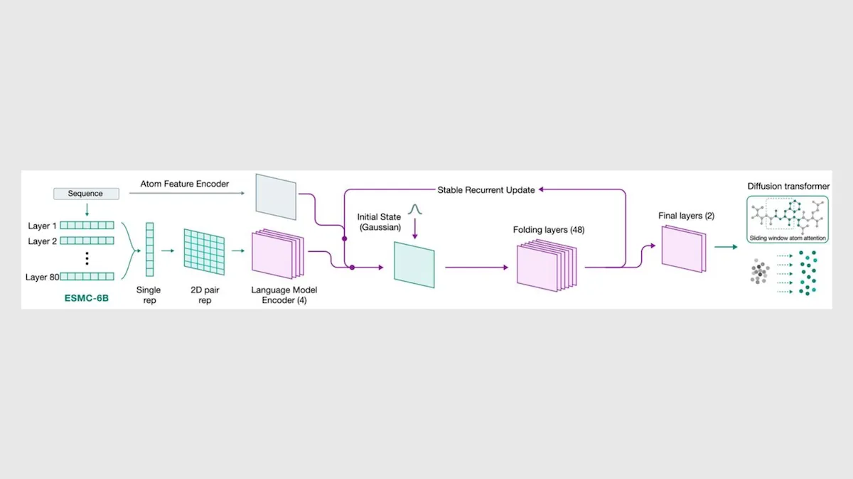 Flowchart of an ESMC-6B model with sequence encoding layers, language model, and diffusion transformer output.